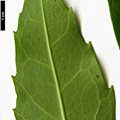 SpeciesSub: f. longifolia